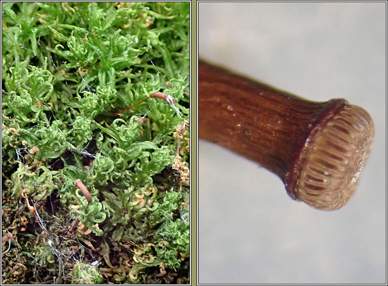 Atrichum undulatum, Common Smoothcap