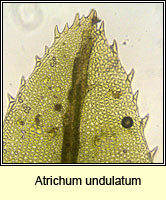 Atrichum undulatum, Common Smoothcap