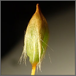 Polytrichum commune, Common Haircap