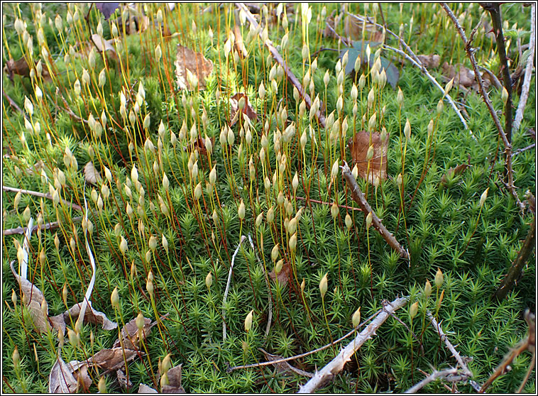 Polytrichum commune, Common Haircap