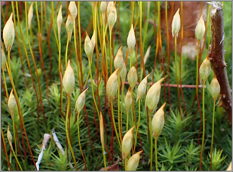 Polytrichum commune, Common Haircap