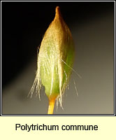 Polytrichum commune, Common Haircap