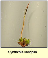 Syntrichia laevipila, Small Hairy Screw-moss