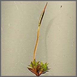 Syntrichia laevipila, Small Hairy Screw-moss