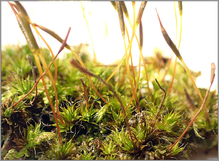 Syntrichia laevipila, Small Hairy Screw-moss