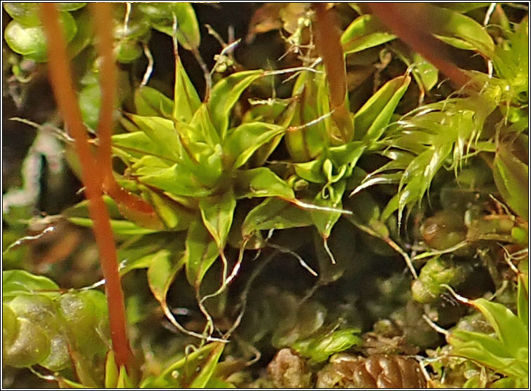 Syntrichia laevipila, Small Hairy Screw-moss