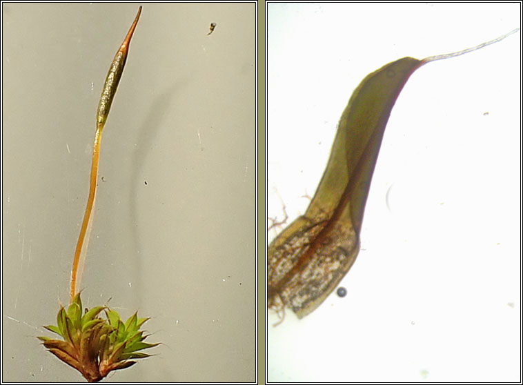 Syntrichia laevipila, Small Hairy Screw-moss