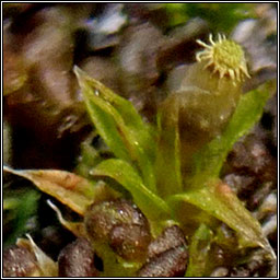 Orthotrichum diaphanum, White-tipped Bristle-moss