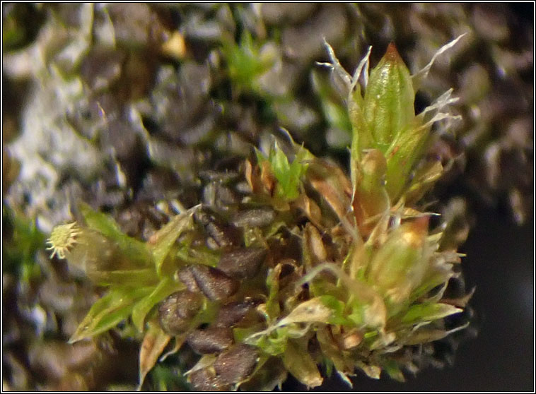 Orthotrichum diaphanum, White-tipped Bristle-moss