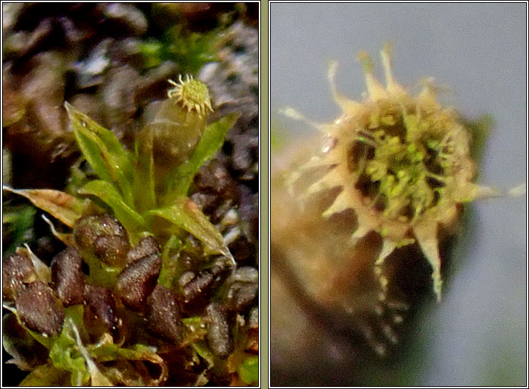 Orthotrichum diaphanum, White-tipped Bristle-moss