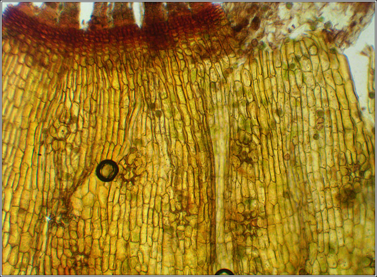 Orthotrichum diaphanum, White-tipped Bristle-moss