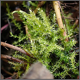 Drepanocladus aduncus, Knieff's Hook-moss