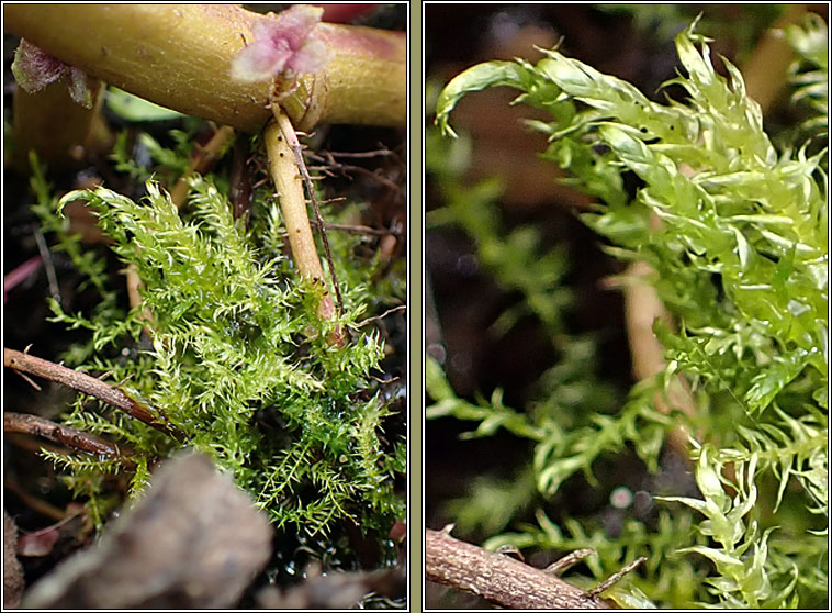 Drepanocladus aduncus, Knieff's Hook-moss