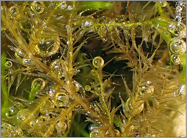 Drepanocladus aduncus, Knieff's Hook-moss