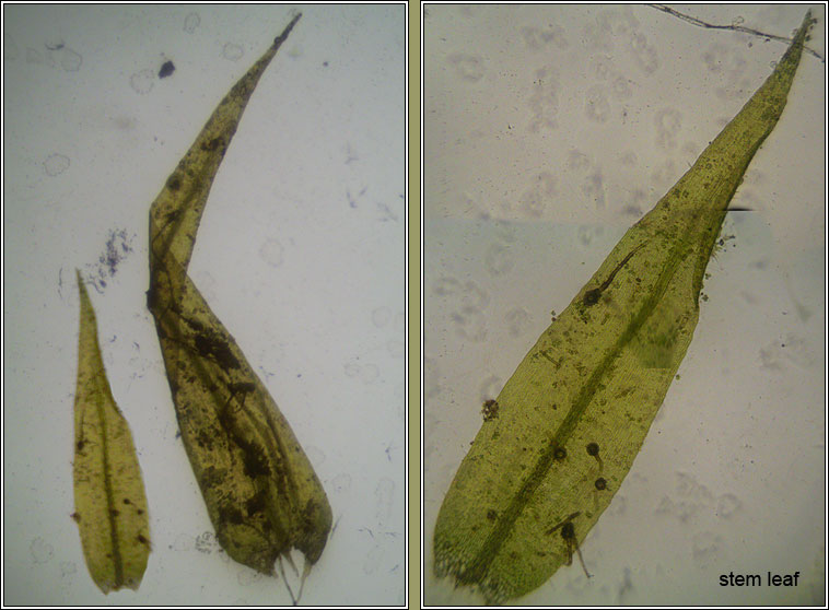 Drepanocladus aduncus, Knieff's Hook-moss