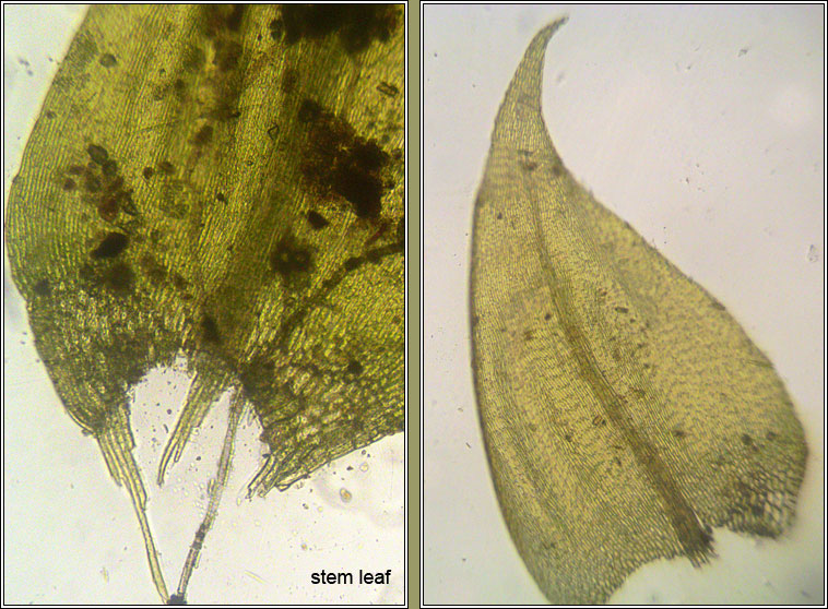 Drepanocladus aduncus, Knieff's Hook-moss