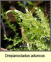 Drepanocladus aduncus, Knieff's Hook-moss