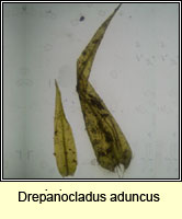 Drepanocladus aduncus, Knieff's Hook-moss