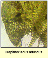 Drepanocladus aduncus, Knieff's Hook-moss