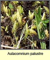 Aulacomnium palustre, Bog Bead-moss