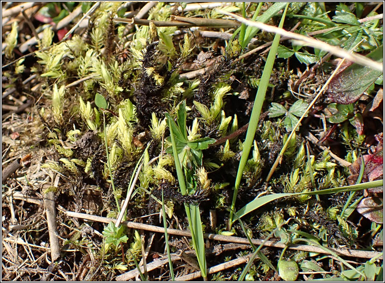 Aulacomnium palustre, Bog Bead-moss