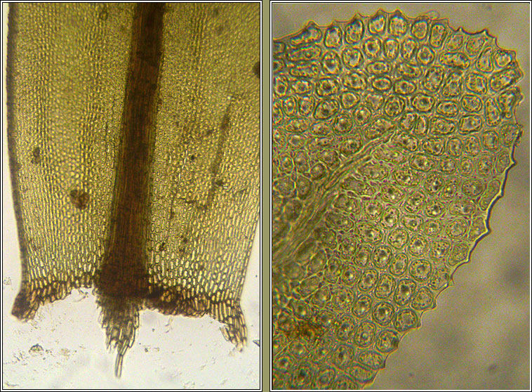 Aulacomnium palustre, Bog Bead-moss