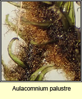 Aulacomnium palustre, Bog Groove-moss