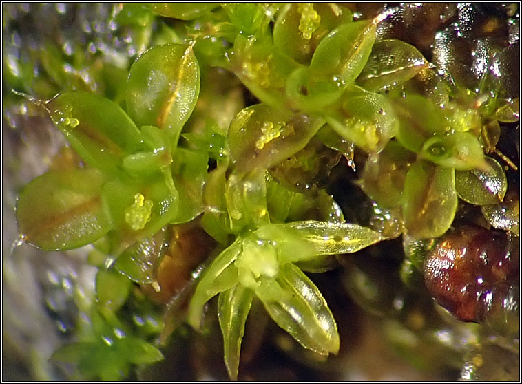 Syntrichia papillosa, Marble Screw-moss