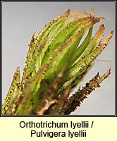 Orthotrichum lyellii, Lyell's Bristle-moss