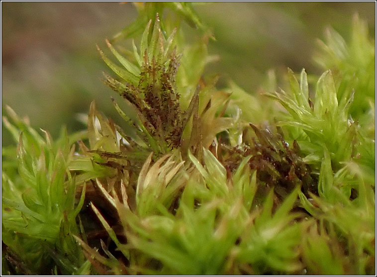 Orthotrichum lyellii, Pulvigera lyellii, Lyell's Bristle-moss