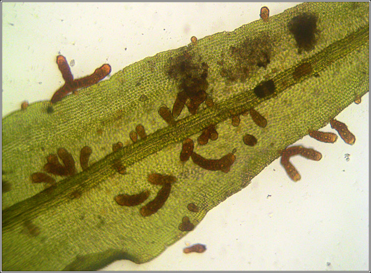 Orthotrichum lyellii, Pulvigera lyellii, Lyell's Bristle-moss