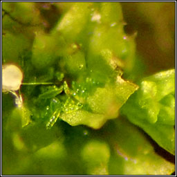 Zygodon conoideus, Lesser Yoke-moss