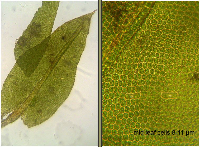 Zygodon conoideus, Lesser Yoke-moss