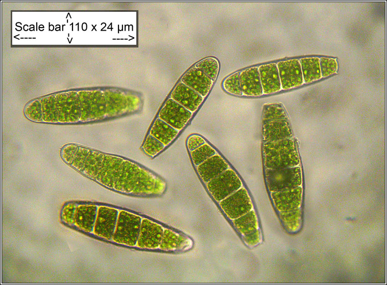 Zygodon conoideus, Lesser Yoke-moss