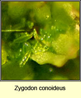 Zygodon conoideus, Lesser Yoke-moss