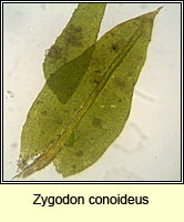 Zygodon conoideus, Lesser Yoke-moss