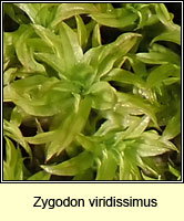 Zygodon viridissimus, Green Yoke-moss