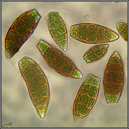 Zygodon viridissimus, Green Yoke-moss