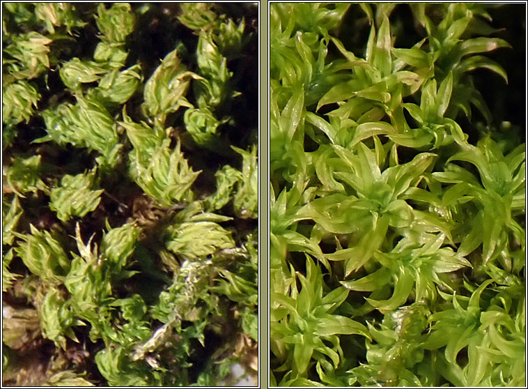 Zygodon viridissimus, Green Yoke-moss