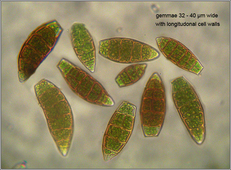 Zygodon viridissimus, Green Yoke-moss