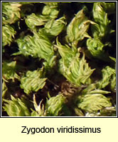 Zygodon viridissimus, Green Yoke-moss