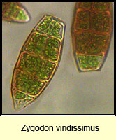 Zygodon viridissimus, Green Yoke-moss