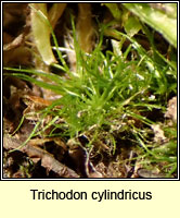 Trichodon cylindricus, Cylindric Ditrichum