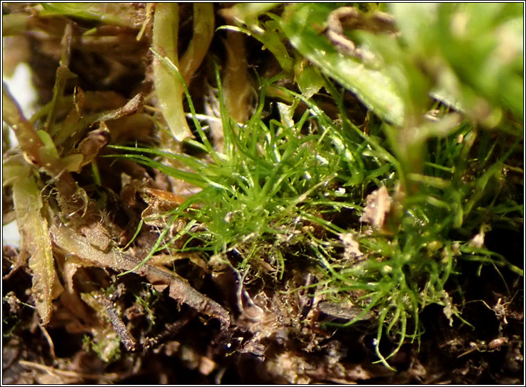 Trichodon cylindricus, Cylindric Ditrichum