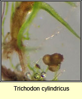 Trichodon cylindricus, Cylindric Ditrichum