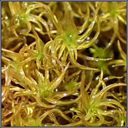 Didymodon insulanus, Cylindric Beard-moss