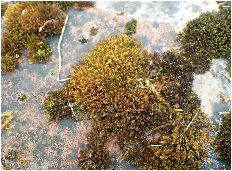 Didymodon insulanus, Cylindric Beard-moss