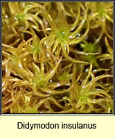 Didymodon insulanus, Cylindric Beard-moss