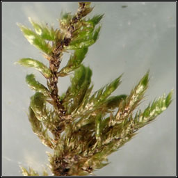 Hypnum lacunosum var lacunosum, Great Plait-moss