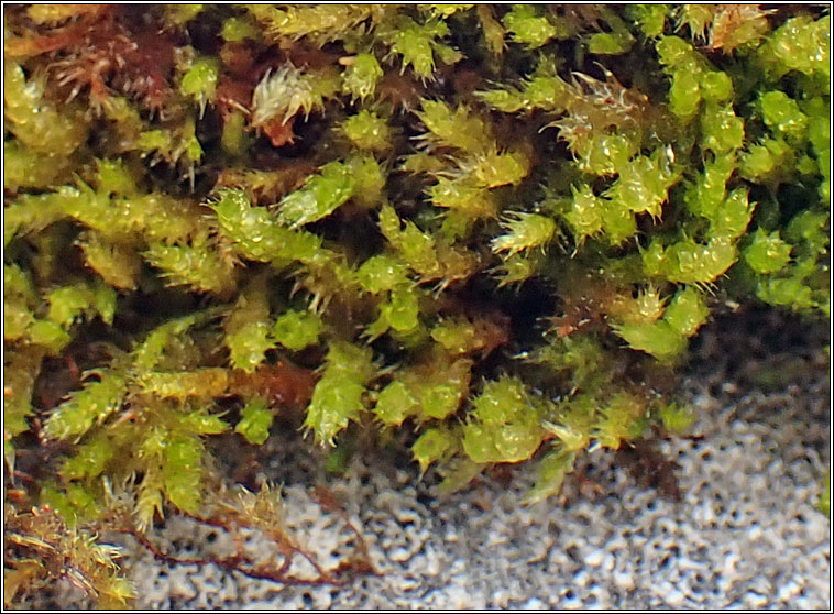 Hypnum lacunosum var lacunosum, Great Plait-moss